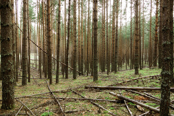 Wild pine forest with moss-covered hills.
