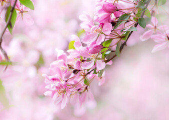 Obraz premium Bright, spring flowering of pink sakura