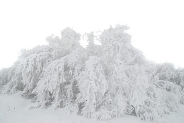 Winter forest trees in snow and beautiful white ice in PNG isolated on transparent background