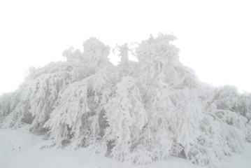 Winter forest trees in snow and beautiful white ice in PNG isolated on transparent background