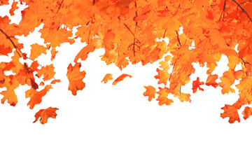 Autumn leaves in PNG isolated on transparent background