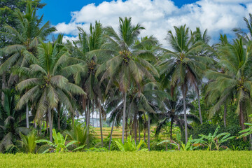 Tropical Bali landscape with row of palm trees