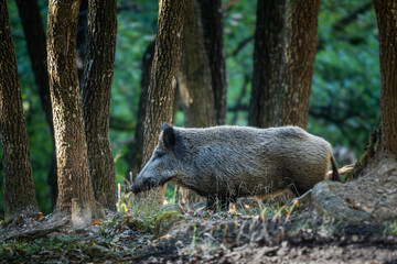 Wild boar (Sus scrofa) in summer coat close up