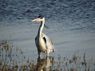 In flooded areas of the marshes of southern Brazil, there are fallow and breeding sanctuaries for various birds