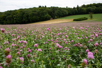 Flower meadow in summer