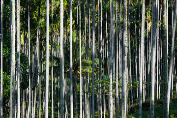 Beautiful background wallpaper landscape of Areca palm tree stems in a grove. 