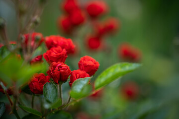 Obraz premium Incredibly beautiful delicate roses. Concept: love, date romance