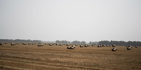 Summer field after the harvest. Concept: harvest, straw, agronomy