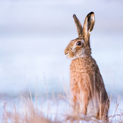 Rabbit in winter, European hare (Lepus europaeus) © Ewald Fröch