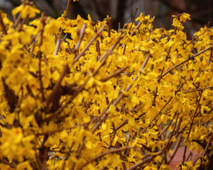 forsythia blossom in the garden. closeup nature background