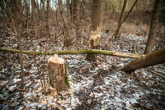 Drzewa, złamane i obgryzione przez bobry