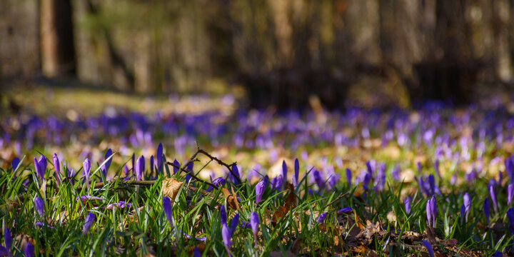 crocus flowers blooming in the forest. spring nature background