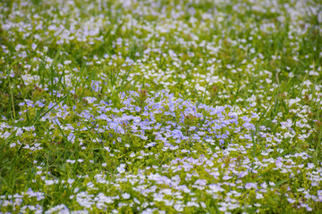 Fototapeta premium small blue flowers blooming among the grass. nature background in summertime