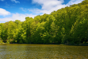 landscape with lake. forest on the hill beneath a sky with fluffy clouds. sunny weather in spring