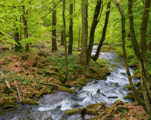 Obraz premium stream in the forest among boulders. beautiful nature landscape in spring
