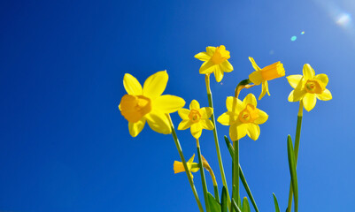 Narcissus on a blue sky background.Yellow daffodils spring flowers.Springtime concept for design...