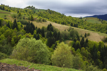 Obraz premium rural landscape with grassy meadows and pastures. mountainous countryside scenery in spring
