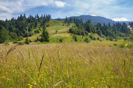 rural landscape with grassy meadows and pastures. summer countryside scenery of carpathian mountains. bright sunny day with clouds on the sky