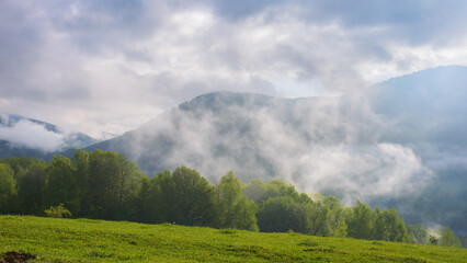 meadows of carpathian mountain. wide grassy pasture. foggy weather on a sunny morning