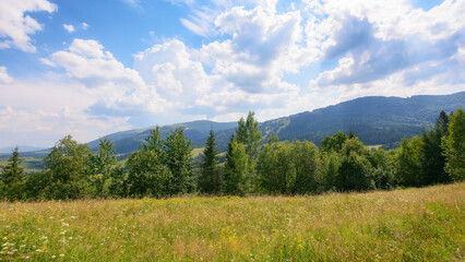 carpathian countryside with forested hills. green grassy meadow on the hills. distant ridge beneath...