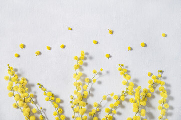 A branch of yellow mimosa flowers on a white background. Concept of 8 March, happy women's day. Top view