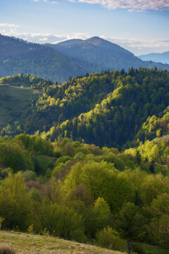 rural landscape with forested hills. beautiful rolling scenery in evening light with fluffy clouds on a bright sky. simple sustainable living in carpathian mountais