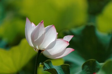 Close-up view of a lovely pale pink lotus flower ( water lily ) blooming among green leaves with delicate petals appearing translucent under bright summer sunshine ( blurred background effect )
