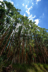 Fototapeta premium Perspective of eucalyptus groves in rational plantation. Countryside of Sao Paulo state, Brazil