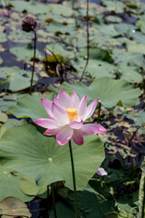 bloomed lotus