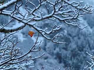 First snow on the bare branches of a maple tree with a withered leaf hanging on the twig ~ The last...