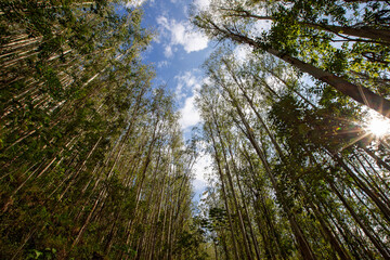 Eucalyptus plantation seen from the bottom up. Wide angle lens.. Countryside of Sao Paulo state,...