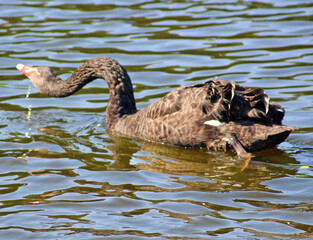 Black swan