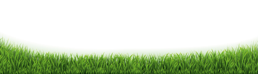 Fototapeta premium green grass background