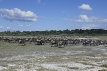 Wildebeest migration in the Serengeti