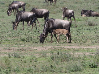 Naklejka na ściany i meble Wildebeest migration in the Serengeti
