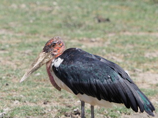 Marabou stork