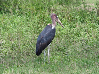 Marabou stork