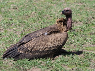 Ruppell's Griffon vulture