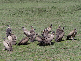 White faced vultures