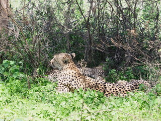 Fototapeta na wymiar Cheetah with her cub