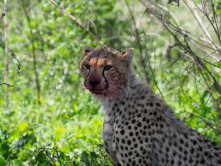 Cheetah with dead wildebeest