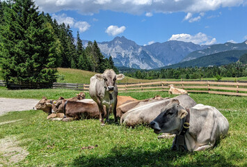 Austrian cows at rest
