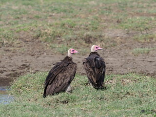 two lappet faced vultures