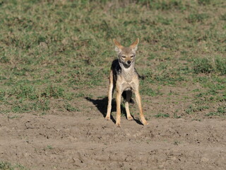 black backed jackal