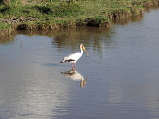yellow billed stork with reflection in water