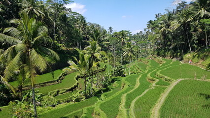 Beautiful landscape in Bali, Indonesia