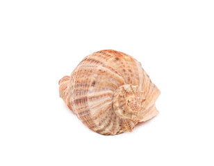 Big brown seashell on a white background