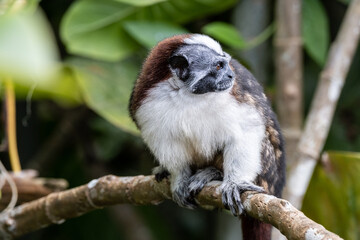 ape 4