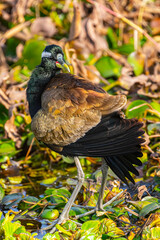 A bronze winged jacana in style for photo