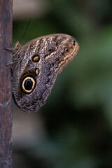 butterfly 5
